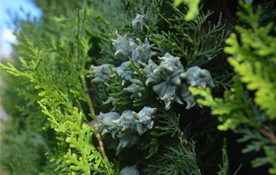 Thuja occidentalis 'Fire Chief'