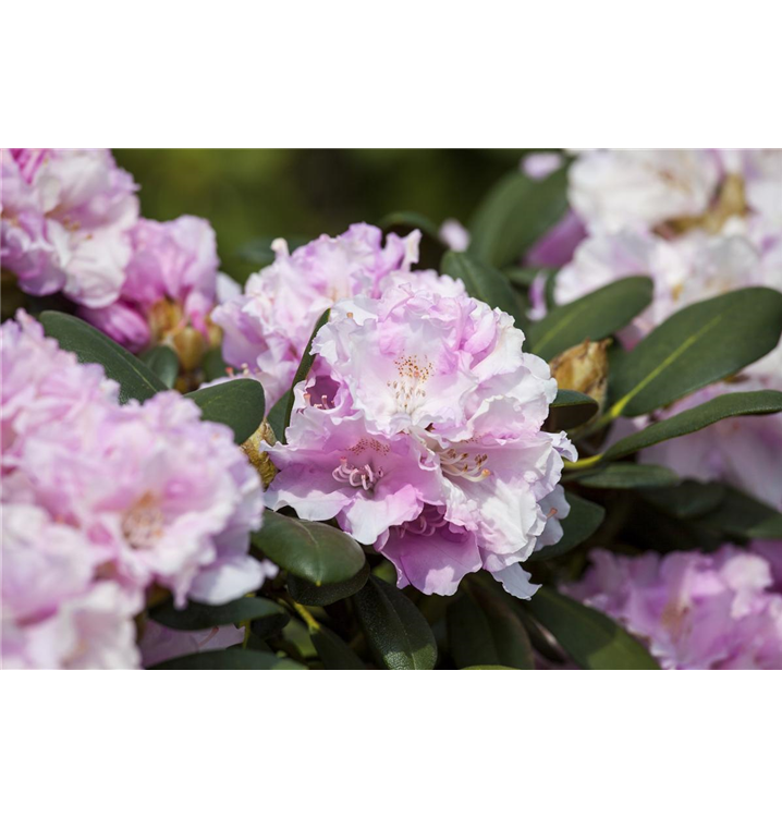 Rhododendron yakushimanum 'Silberwolke'