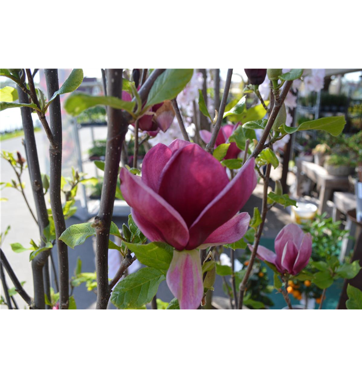 Magnolia 'Genie'