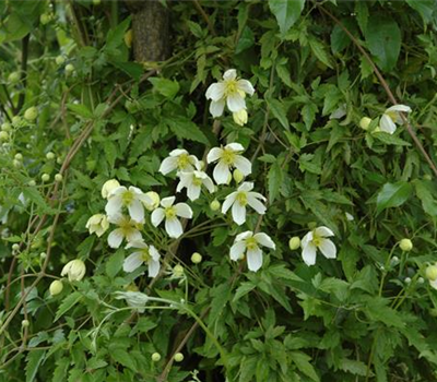 Clematis montana 'Grandiflora'