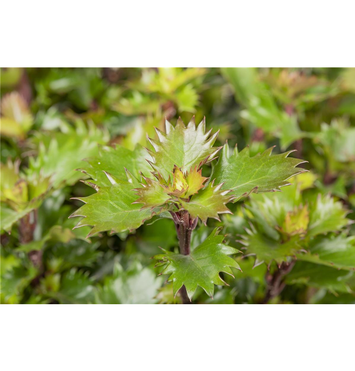 taxus gold Taxus baccata Watnong Gold main image 1