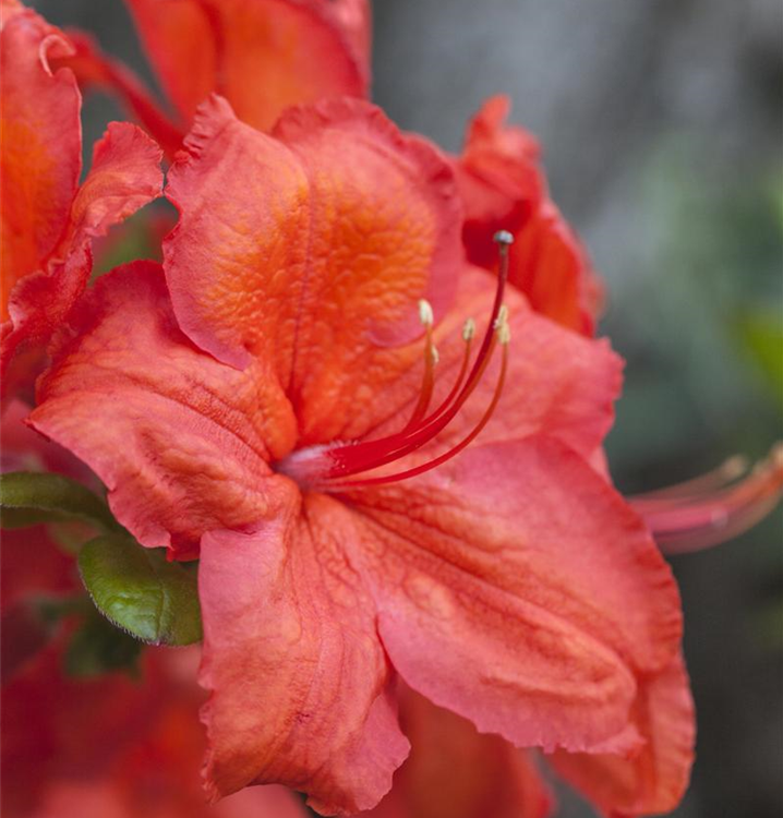 Rhododendron lut.'Feuerwerk'