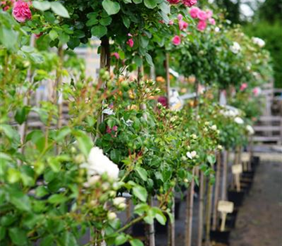Rosa Kastelruther Spatzen + Pink Swany Rosa Kastelruther Spatzen + Pink Swany