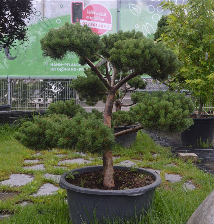 bonsai katze Bonsai-Katze-Kunstdruck – japanische Ukiyo-e-Zen-Garten-Wanddekoration –  Brighton Posters main image 0