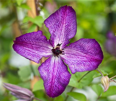 Clematis viticella 'Super Nova'