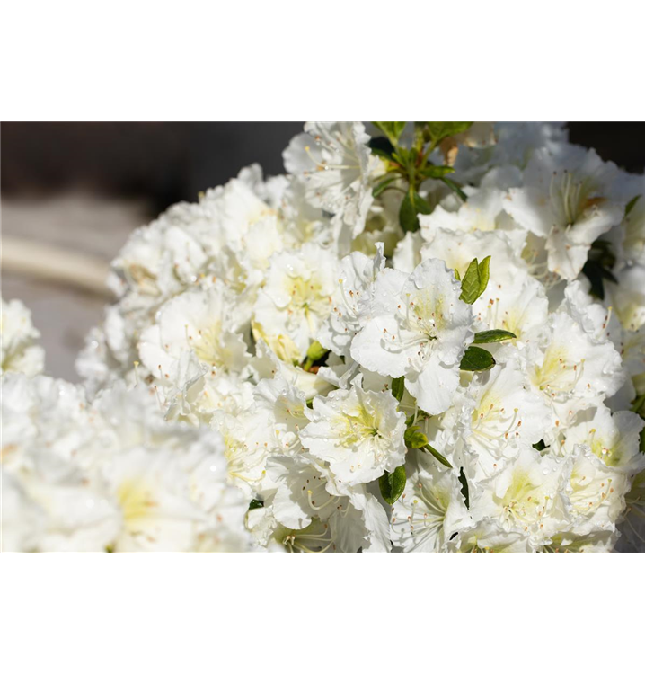 Rhododendron obt.'Maischnee'
