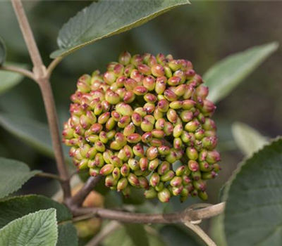 Viburnum rhytidophyllum