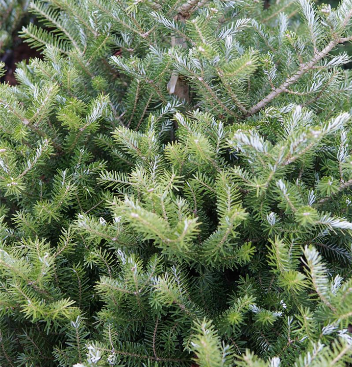 Zwerg Korea Tanne Molli 100-125cm - Kompakter Mini Weihnachtsbaum