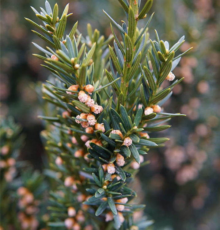 Taxus media 'Hillii'