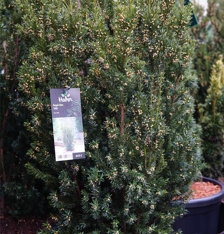 Taxus media 'Hillii'