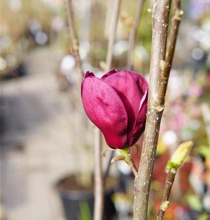 Magnolia 'Genie'