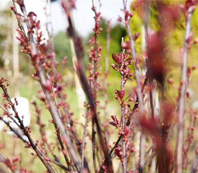 Prunus cistena