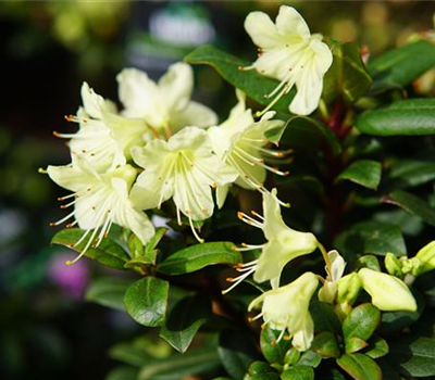 Rhododendron hanceanum 'Princess Anne'