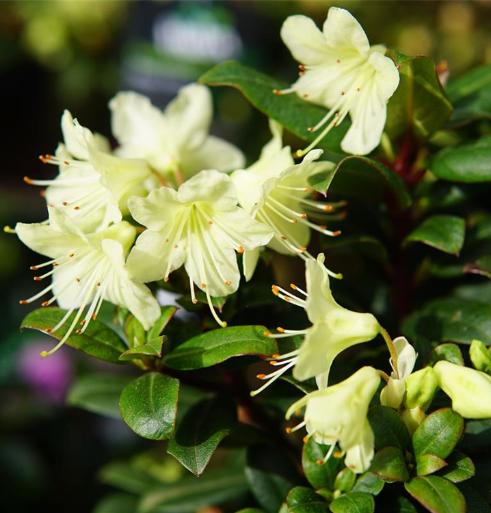 Rhododendron hanceanum 'Princess Anne'