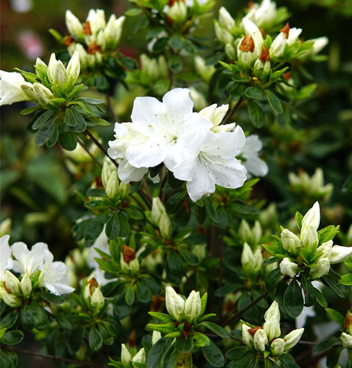 Rhododendron obt.'Pleasant White'
