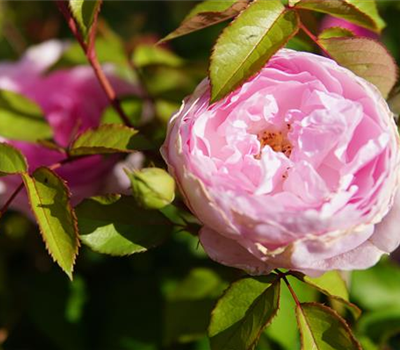 Rosa 'Olivia Rose Austin' BT
