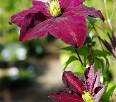 Clematis 'Niobe'
