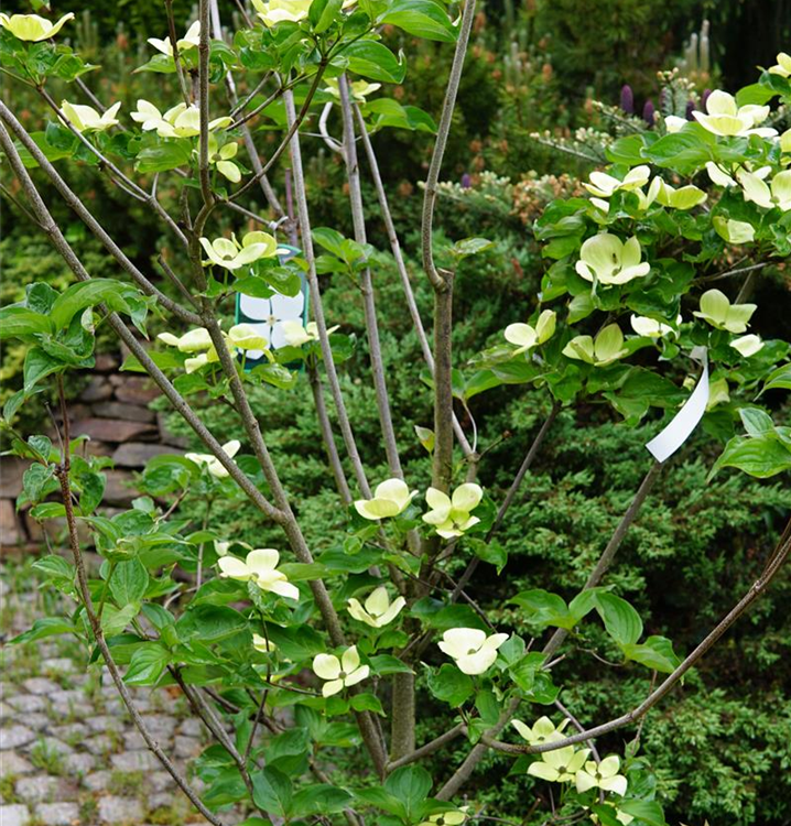 granatapfelbaum dünger Purgrün Bio-Granatapfel-Dünger 1 kg main image 1