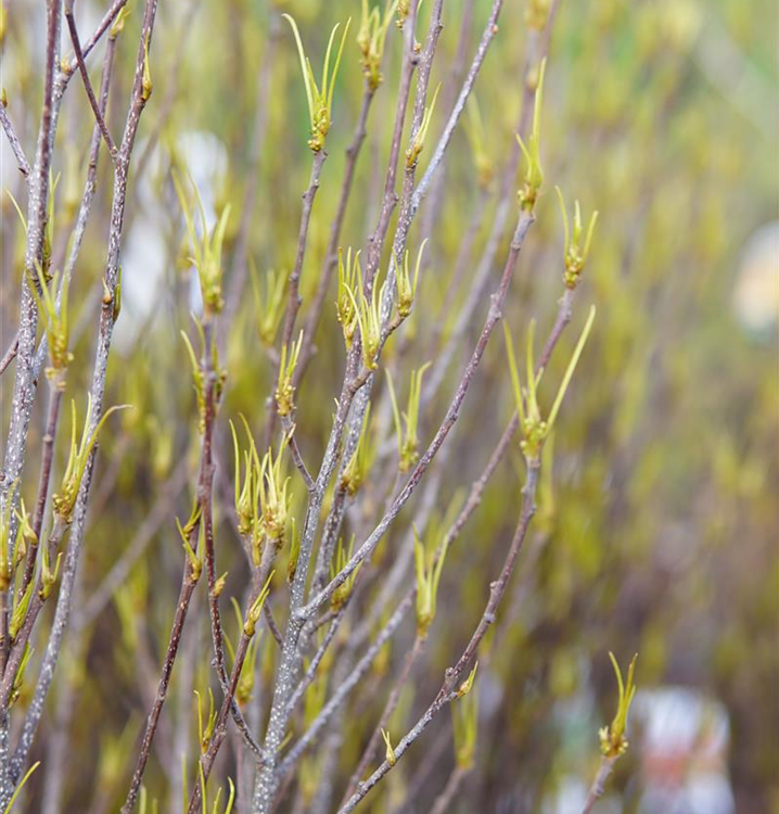 Rhamnus frangula 'Fine Line' -R-