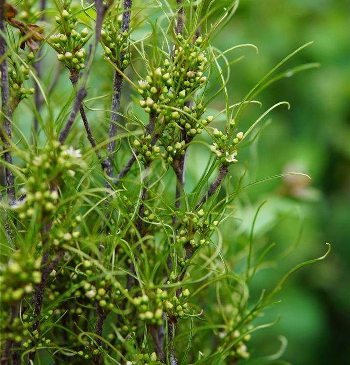Rhamnus frangula 'Fine Line' -R-