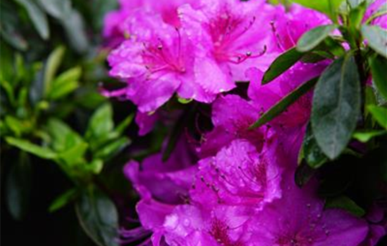 Rhododendron obt.'Michiko'