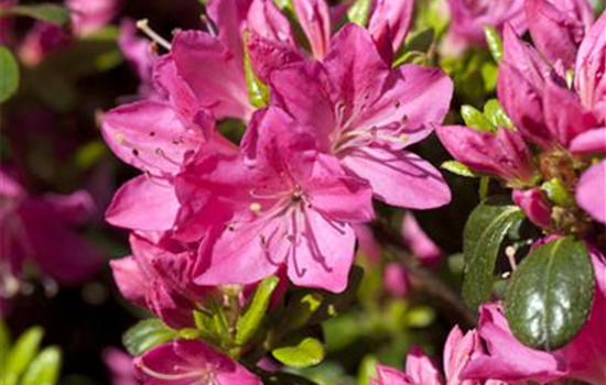 Rhododendron 'Anna Netrebko'
