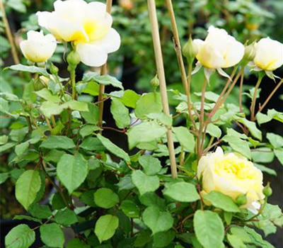 Rosa 'The Poet's Wife' -R- STR