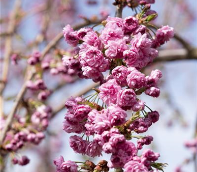 Prunus serrulata 'Kiku-shidare-zakura'