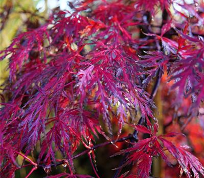 Acer palmatum 'Orangeola'
