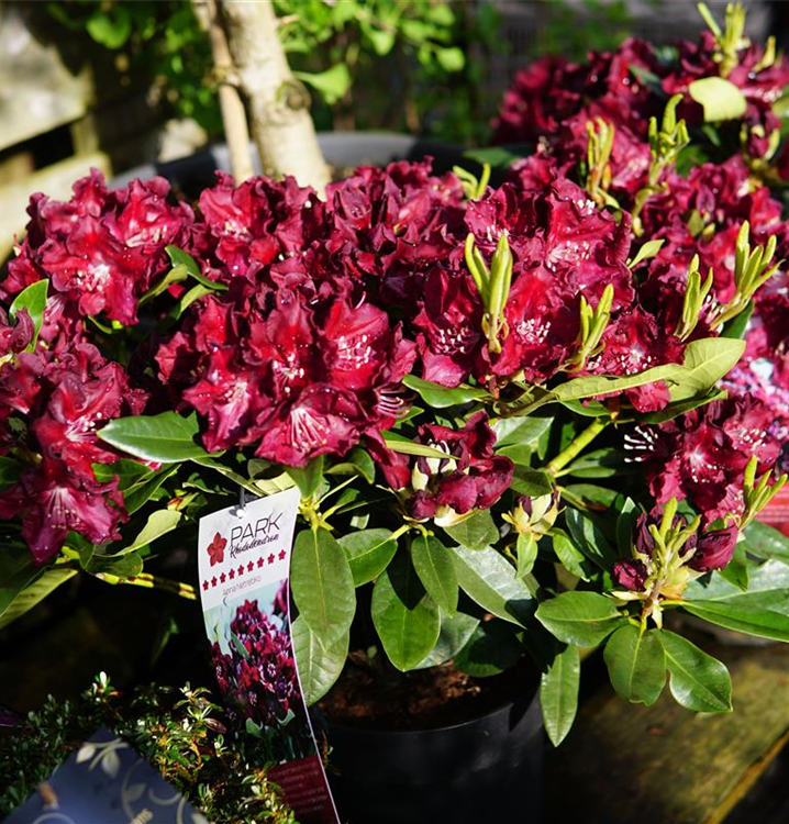 rhododendron obtusum pink spider Rhododendron 'Pink Spider' (50cm) – Mossys Garden Centre