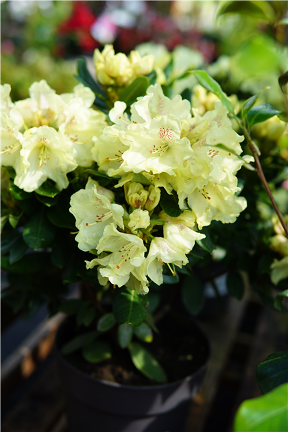 rhododendron abba Boursault Catawba Rhododendron