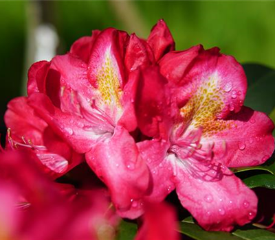 Rhododendron Hybr.'Junifeuer'