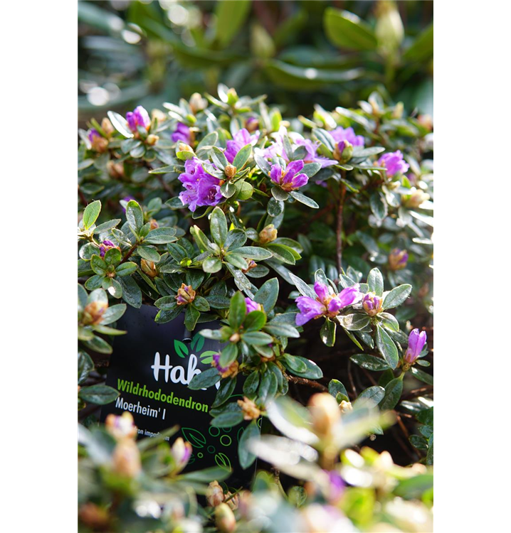 Rhododendron impeditum 'Moerheim'