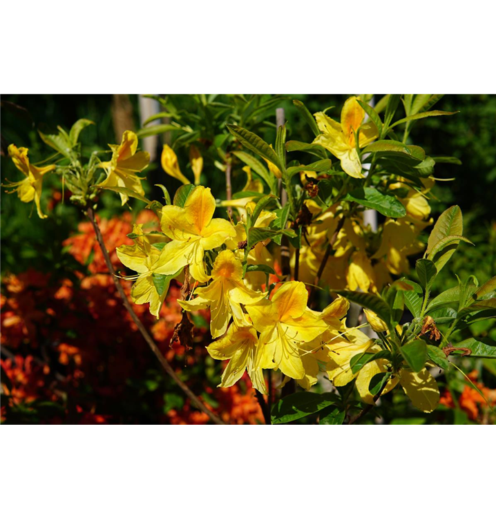 Rhododendron lut.'Goldtopas'