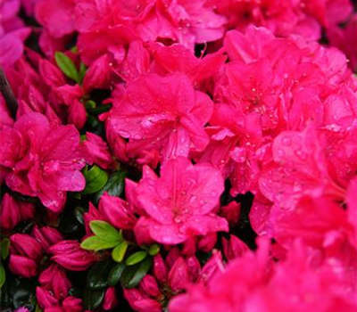 Rhododendron obt.'Canzonetta'