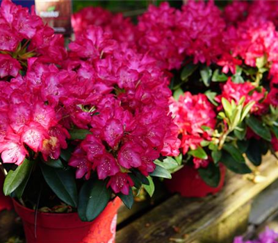 Rhododendron yak.'Bohlken's Roter Stern' -R-