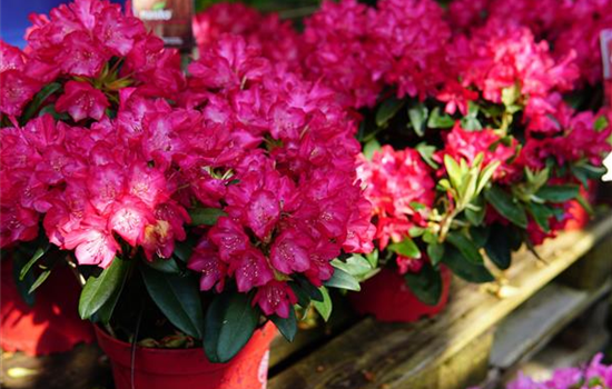 Rhododendron 'Farbwechsel'