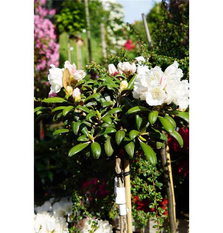 Rhododendron yak.'Schneekissen'