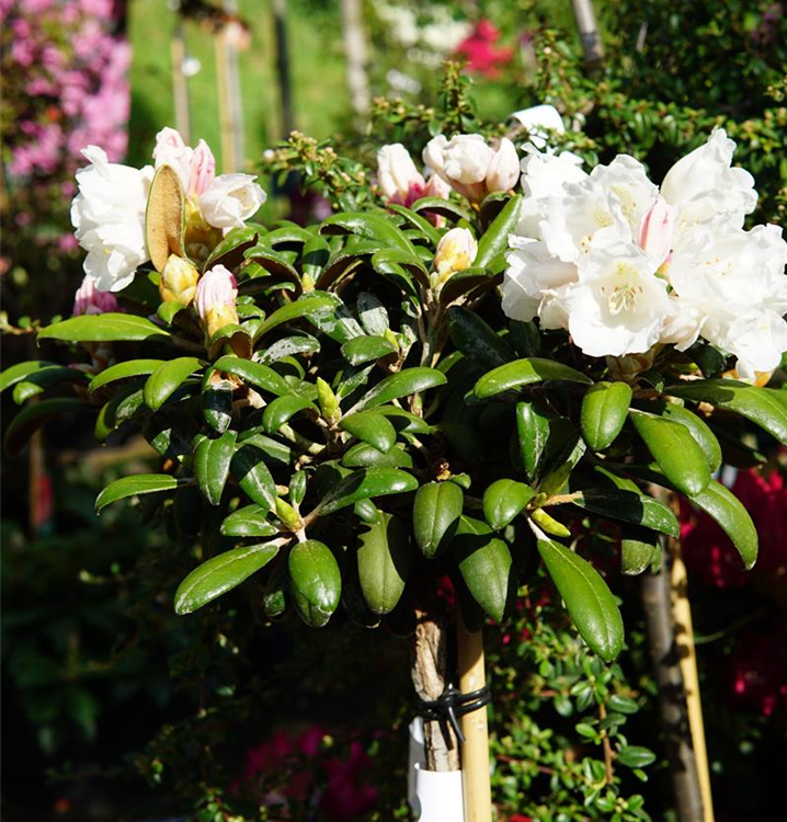 Rhododendron yak.'Schneekissen'