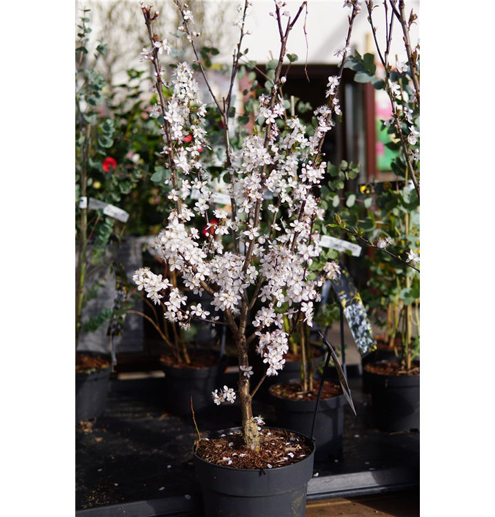 fargesia bambus Fargesia nitida 'Black Pearl' / Schwarzer Bambus main image 1
