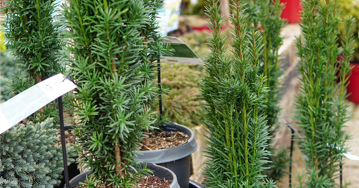japan stechpalme Japanische Stechpalme 'Caroline Upright' (Ilex crenata 'Caroline Upright')  | 100-125 cm mit Wurzelballen