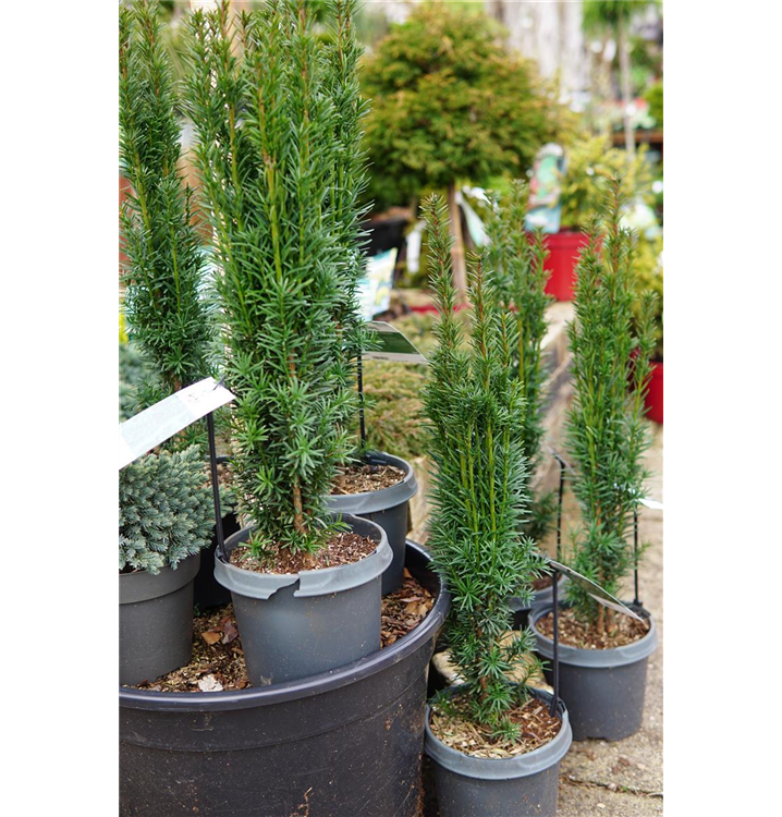 thuja 140cm Thuja occidentalis 'Smaragd' Konifere (Lebensbaum) | 120-140 cm mit  Wurzelballen main image 1