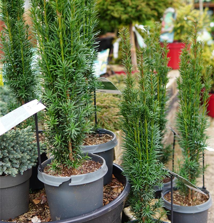 thuja smaragd wachstum pro jahr Lebensbaum Thuja occidentalis Smaragd 80-100 cm Hhe Ballenware