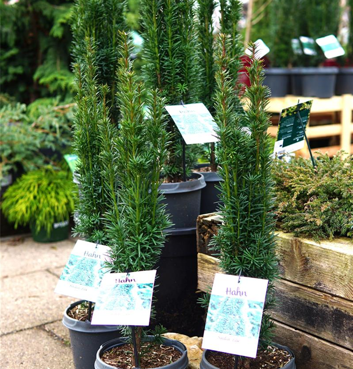Taxus baccata 'Fastigiata Robusta'