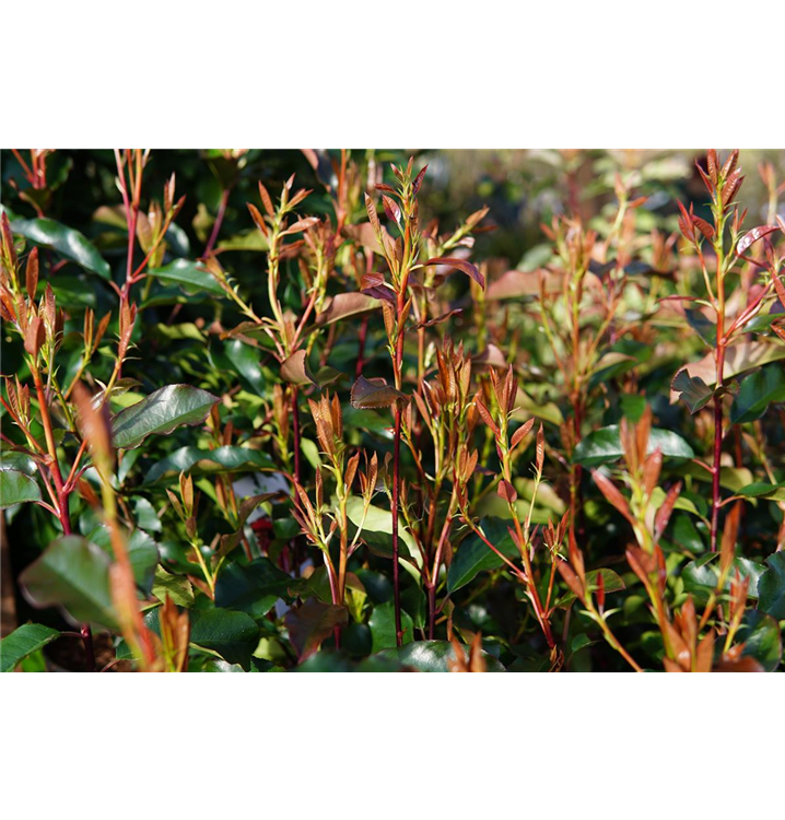 Photinia fraseri 'Camilvy'