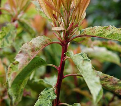 Photinia serratifolia 'Pink Crispy' ®
