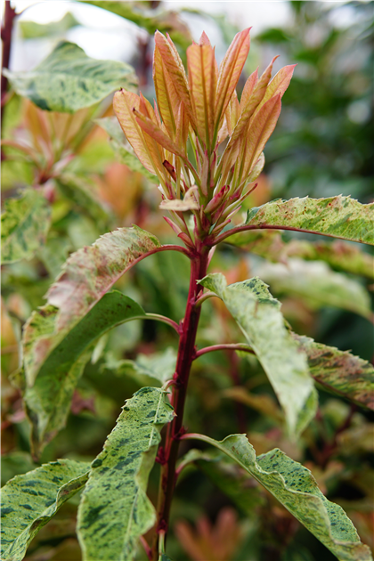Photinia serratifolia 'Pink Crispy'
