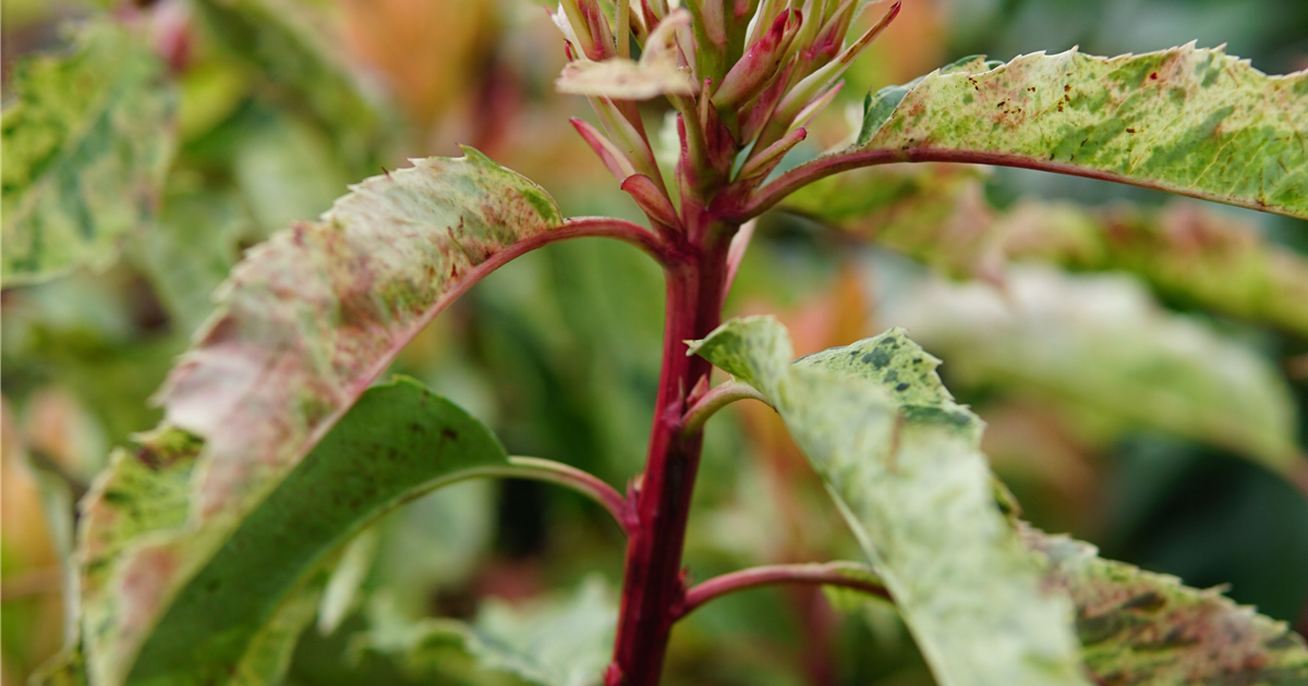 Photinia serratifolia 'Pink Crispy'