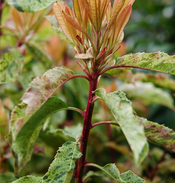 Photinia serratifolia 'Pink Crispy'