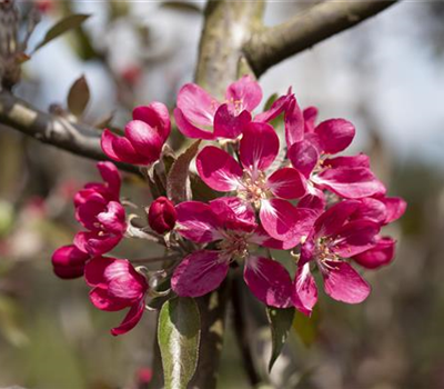 Malus 'Mokum'